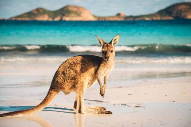 Как легко выучить английский, путешествуя по Австралии